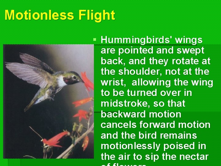 Motionless Flight § Hummingbirds' wings are pointed and swept back, and they rotate at