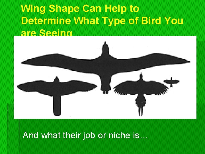 Wing Shape Can Help to Determine What Type of Bird You are Seeing And