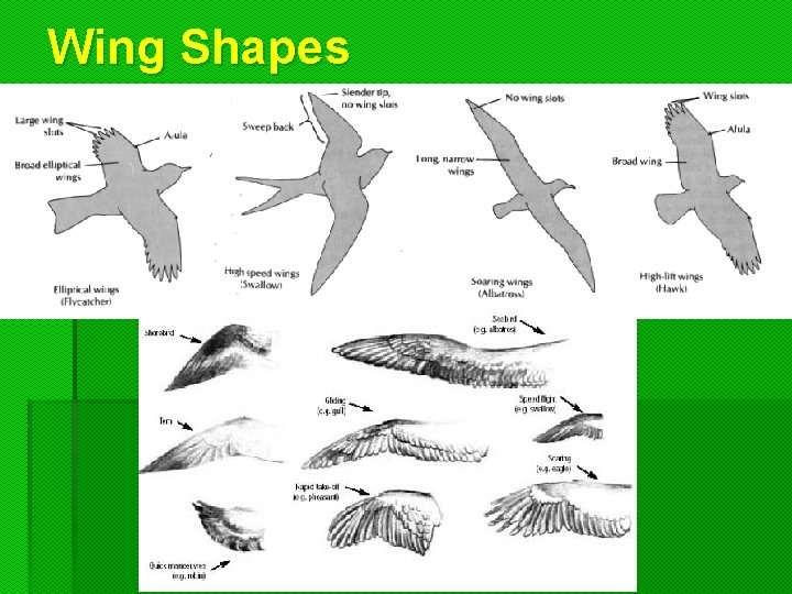 Wing Shapes 