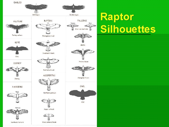 Raptor Silhouettes  Raptor Silhouettes