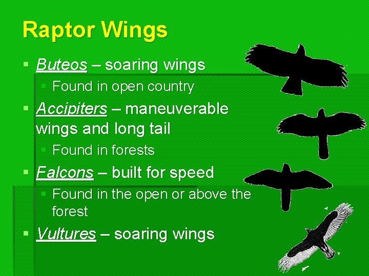 Raptor Wings § Buteos – soaring wings § Found in open country § Accipiters Raptor Wings § Buteos – soaring wings § Found in open country § Accipiters