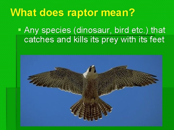 What does raptor mean? § Any species (dinosaur, bird etc. ) that catches and What does raptor mean? § Any species (dinosaur, bird etc. ) that catches and