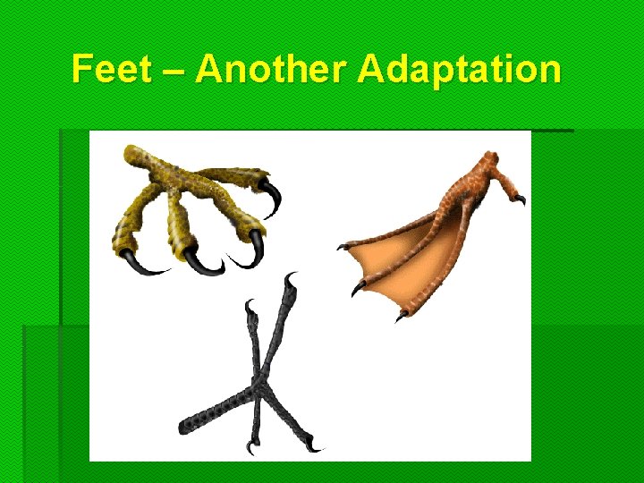 Feet – Another Adaptation 