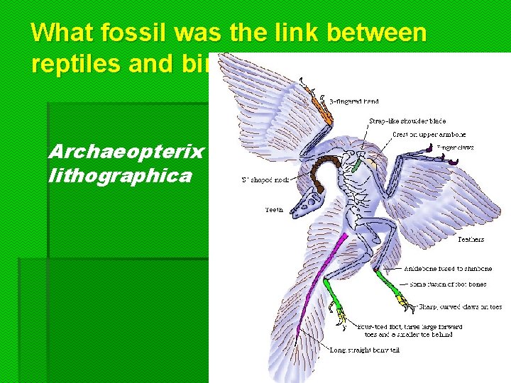 What fossil was the link between reptiles and birds? Archaeopterix lithographica  What fossil was the link between reptiles and birds? Archaeopterix lithographica
