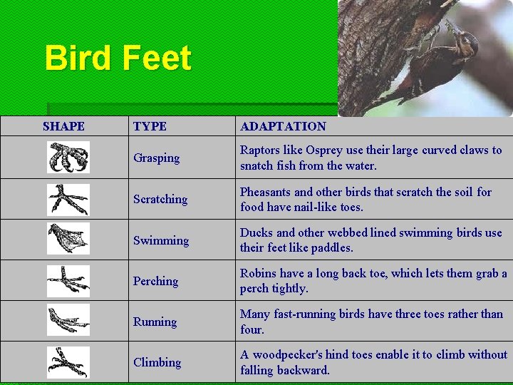 Bird Feet SHAPE TYPE ADAPTATION Grasping Raptors like Osprey use their large curved claws Bird Feet SHAPE TYPE ADAPTATION Grasping Raptors like Osprey use their large curved claws