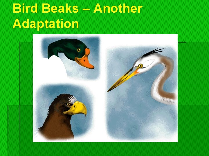 Bird Beaks – Another Adaptation  Bird Beaks – Another Adaptation