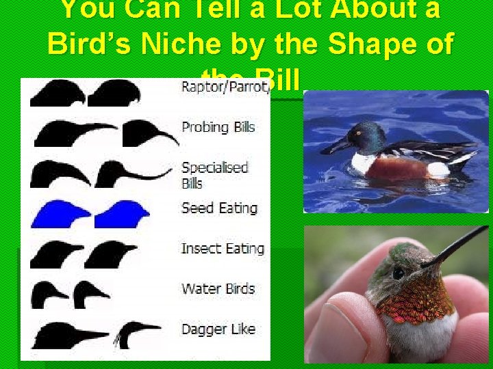 You Can Tell a Lot About a Bird’s Niche by the Shape of the You Can Tell a Lot About a Bird’s Niche by the Shape of the