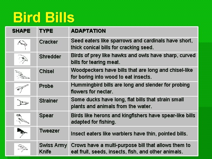 Bird Bills SHAPE TYPE ADAPTATION Cracker Seed eaters like sparrows and cardinals have short,
