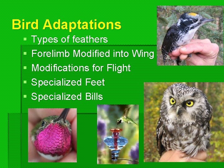 Bird Adaptations § § § Types of feathers Forelimb Modified into Wing Modifications for