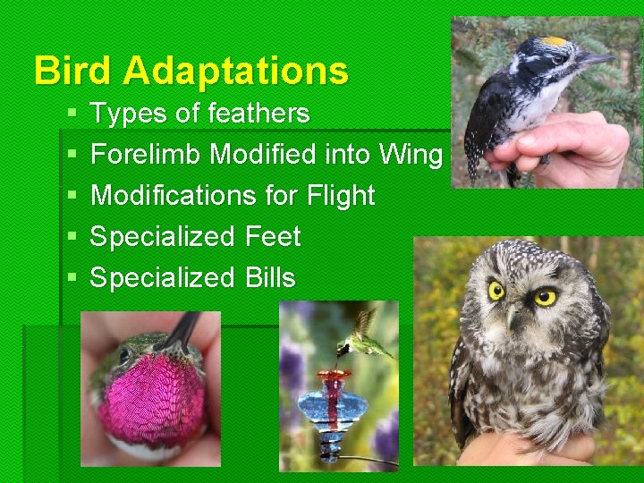 Bird Adaptations § § § Types of feathers Forelimb Modified into Wing Modifications for Bird Adaptations § § § Types of feathers Forelimb Modified into Wing Modifications for