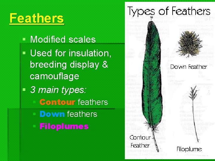 Feathers § Modified scales § Used for insulation, breeding display & camouflage § 3 Feathers § Modified scales § Used for insulation, breeding display & camouflage § 3