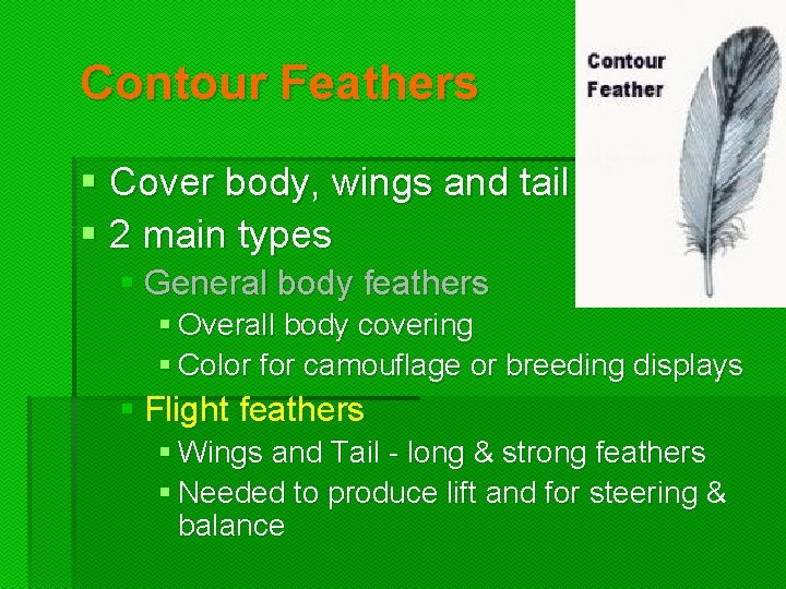 Contour Feathers § Cover body, wings and tail § 2 main types § General Contour Feathers § Cover body, wings and tail § 2 main types § General