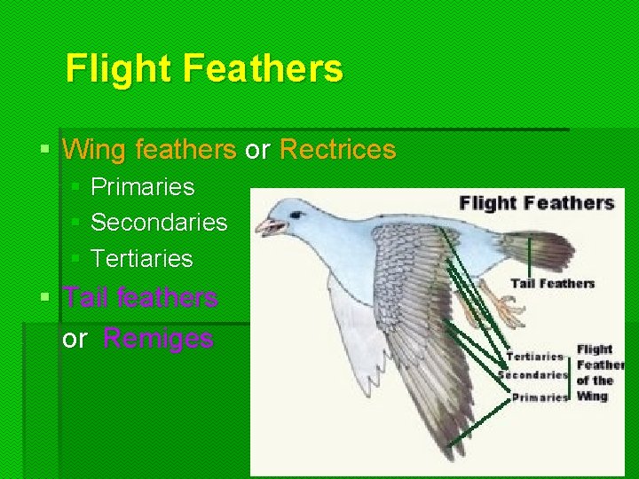 Flight Feathers § Wing feathers or Rectrices § Primaries § Secondaries § Tertiaries § Flight Feathers § Wing feathers or Rectrices § Primaries § Secondaries § Tertiaries §
