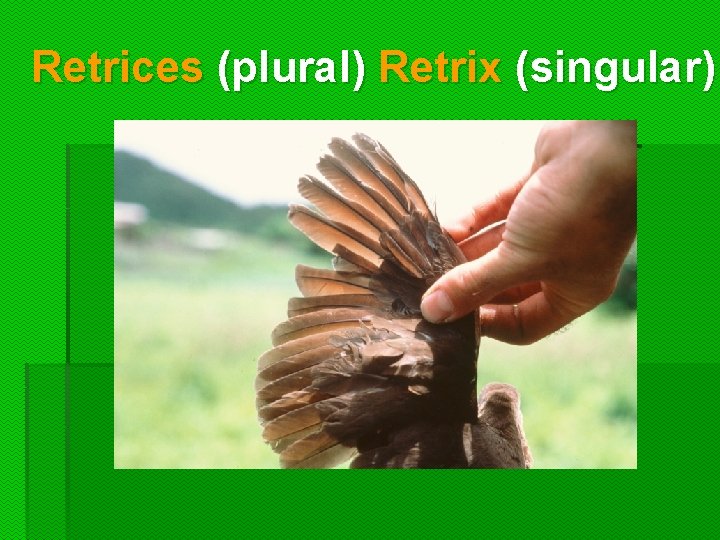 Retrices (plural) Retrix (singular)  Retrices (plural) Retrix (singular)