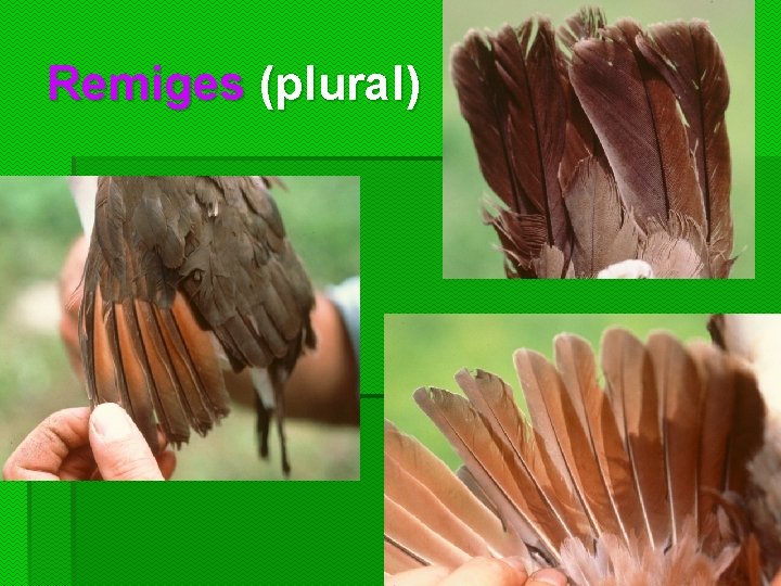 Remiges (plural)  Remiges (plural)