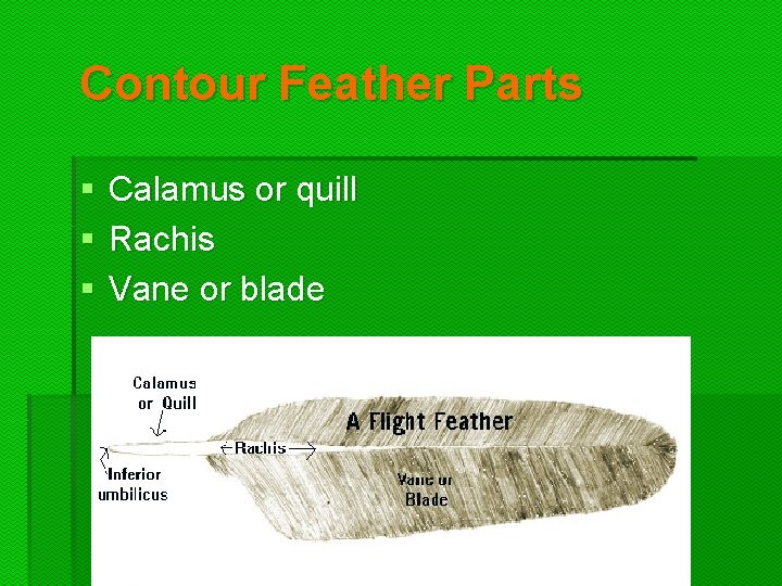 Contour Feather Parts § § § Calamus or quill Rachis Vane or blade  Contour Feather Parts § § § Calamus or quill Rachis Vane or blade