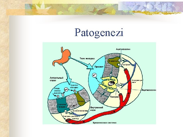 Patogenezi 