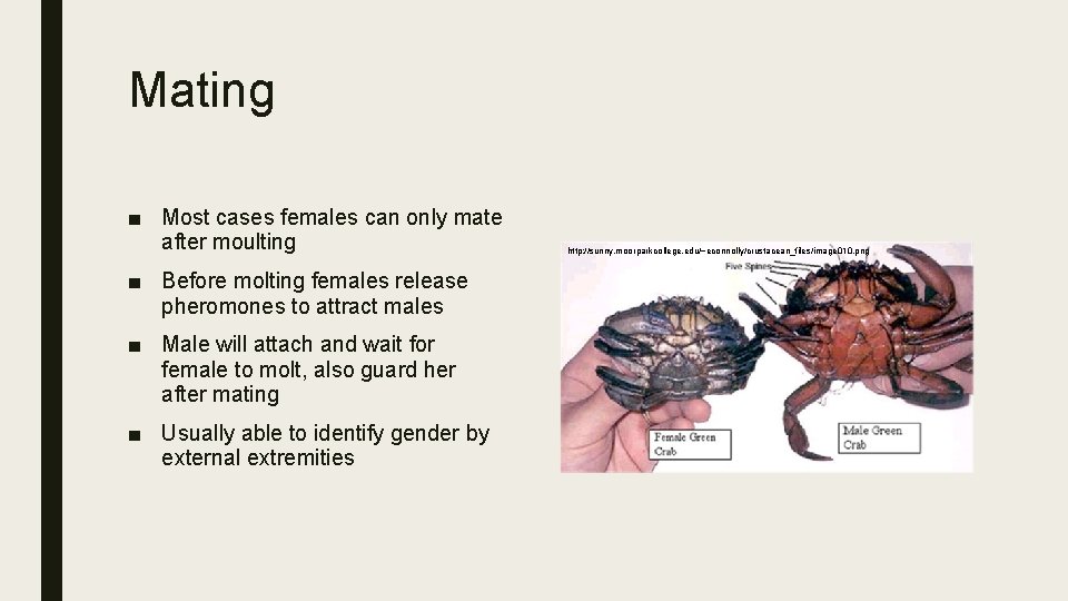 Mating ■ Most cases females can only mate after moulting ■ Before molting females