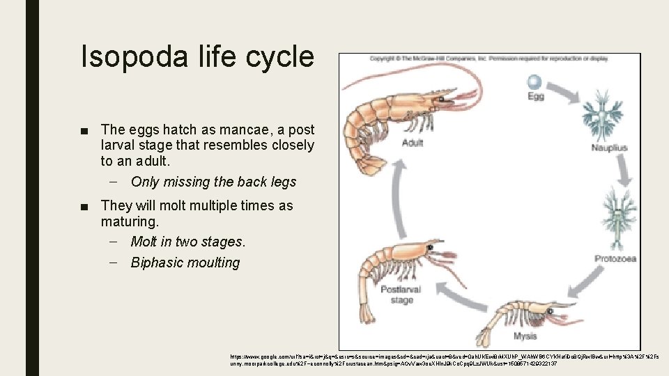 Isopoda life cycle ■ The eggs hatch as mancae, a post larval stage that