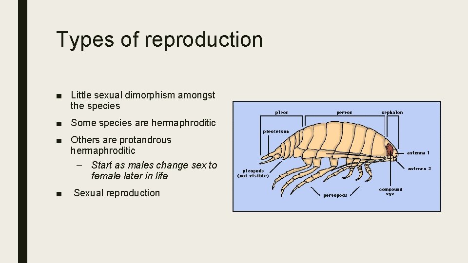 Types of reproduction ■ Little sexual dimorphism amongst the species ■ Some species are