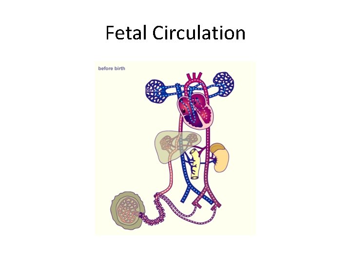 Fetal Circulation 