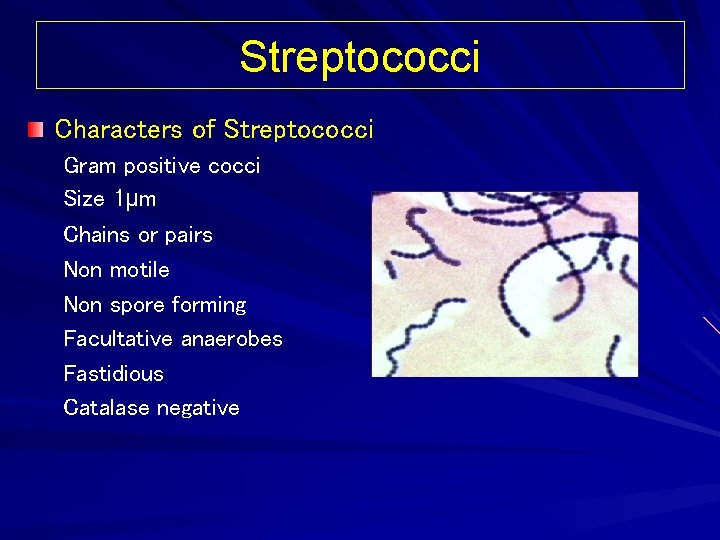 Streptococci Characters of Streptococci Gram positive cocci Size 1µm Chains or pairs Non motile