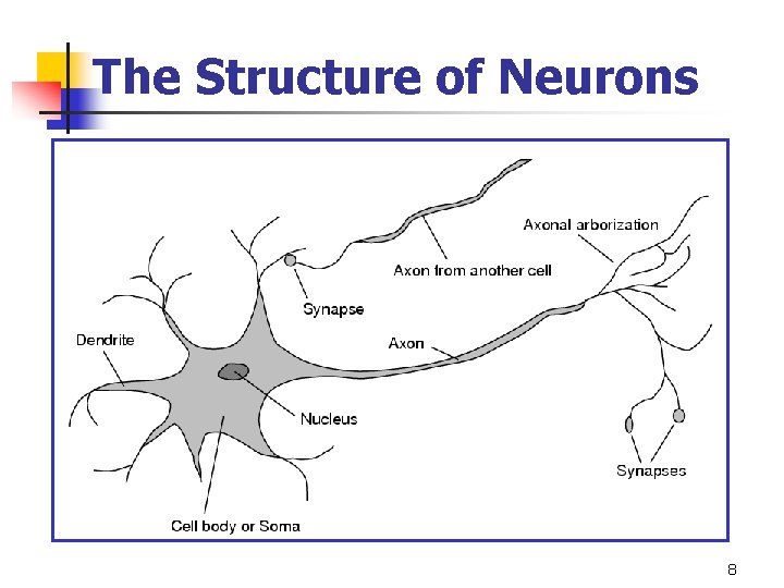 The Structure of Neurons 8 