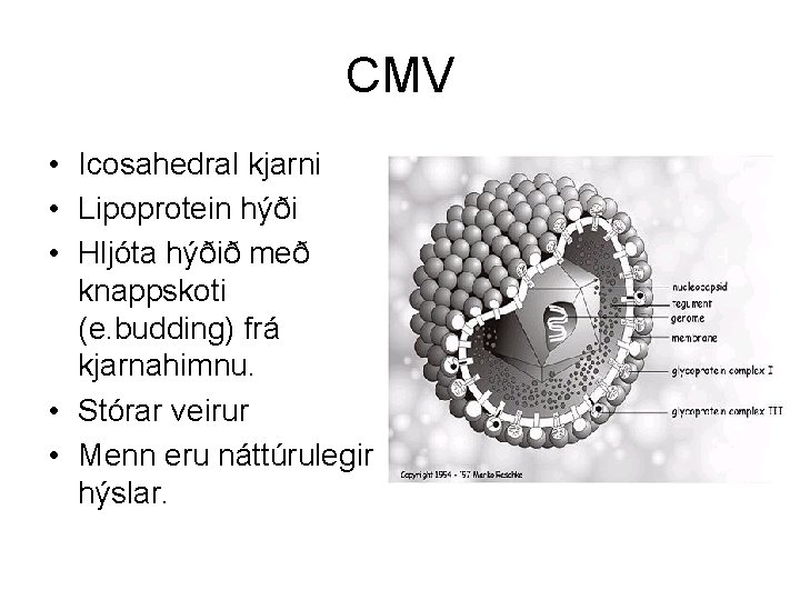 CMV • Icosahedral kjarni • Lipoprotein hýði • Hljóta hýðið með knappskoti (e. budding)