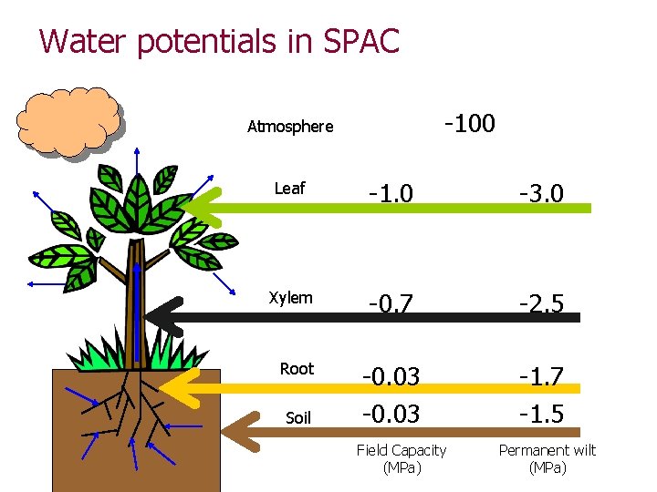 Water potentials in SPAC -100 Atmosphere Leaf -1. 0 -3. 0 Xylem -0. 7