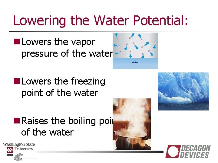 Lowering the Water Potential: n Lowers the vapor pressure of the water n Lowers