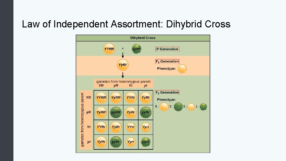 Law of Independent Assortment: Dihybrid Cross 