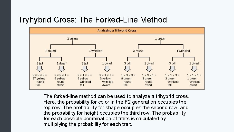 Tryhybrid Cross: The Forked-Line Method The forked-line method can be used to analyze a