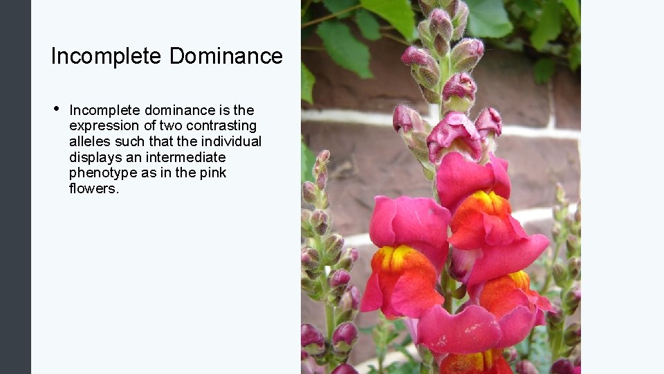 Incomplete Dominance • Incomplete dominance is the expression of two contrasting alleles such that