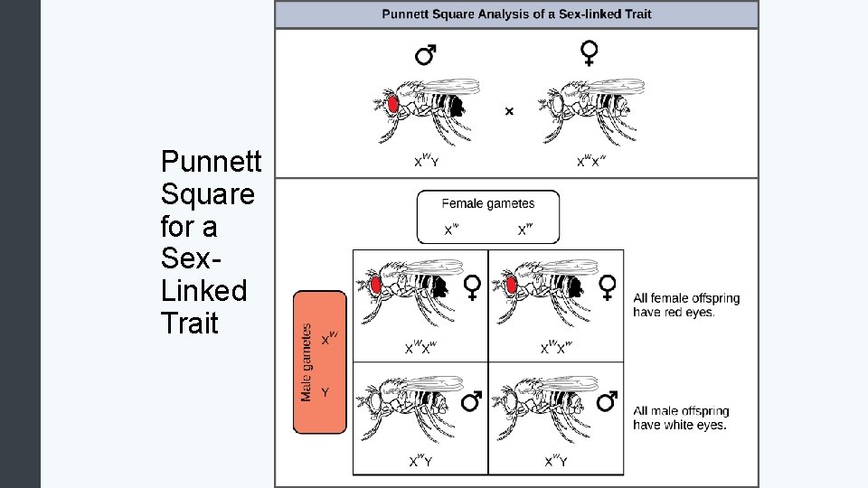 Punnett Square for a Sex. Linked Trait 