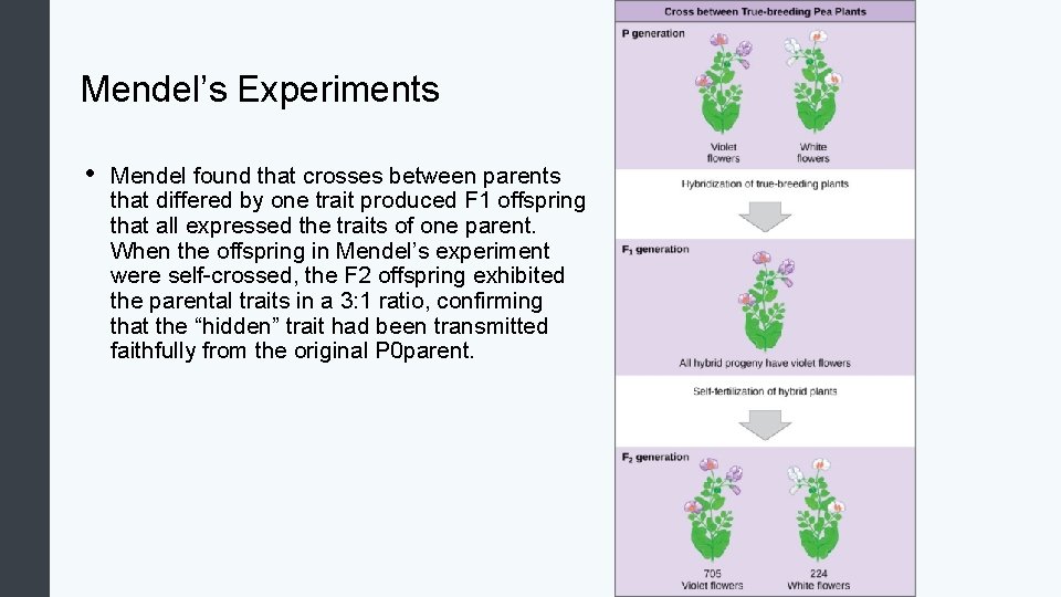 Mendel’s Experiments • Mendel found that crosses between parents that differed by one trait