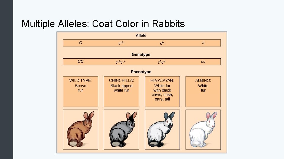 Multiple Alleles: Coat Color in Rabbits 