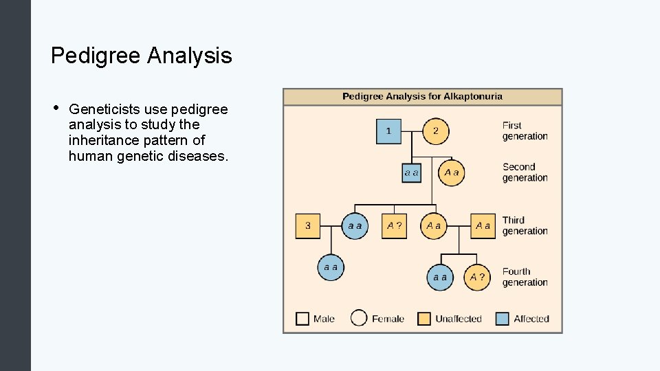 Pedigree Analysis • Geneticists use pedigree analysis to study the inheritance pattern of human