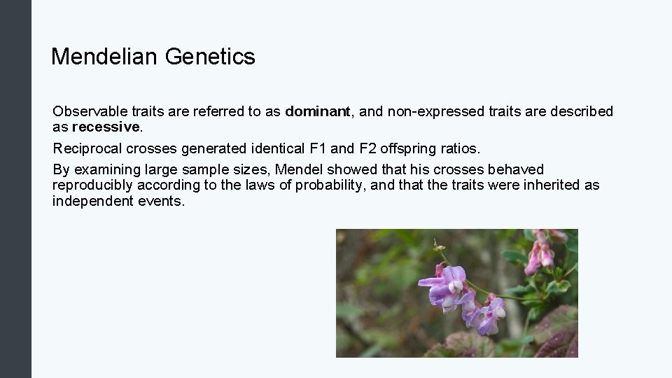 Mendelian Genetics Observable traits are referred to as dominant, and non-expressed traits are described