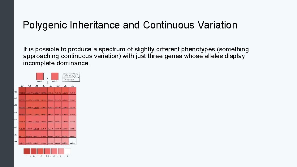 Polygenic Inheritance and Continuous Variation It is possible to produce a spectrum of slightly