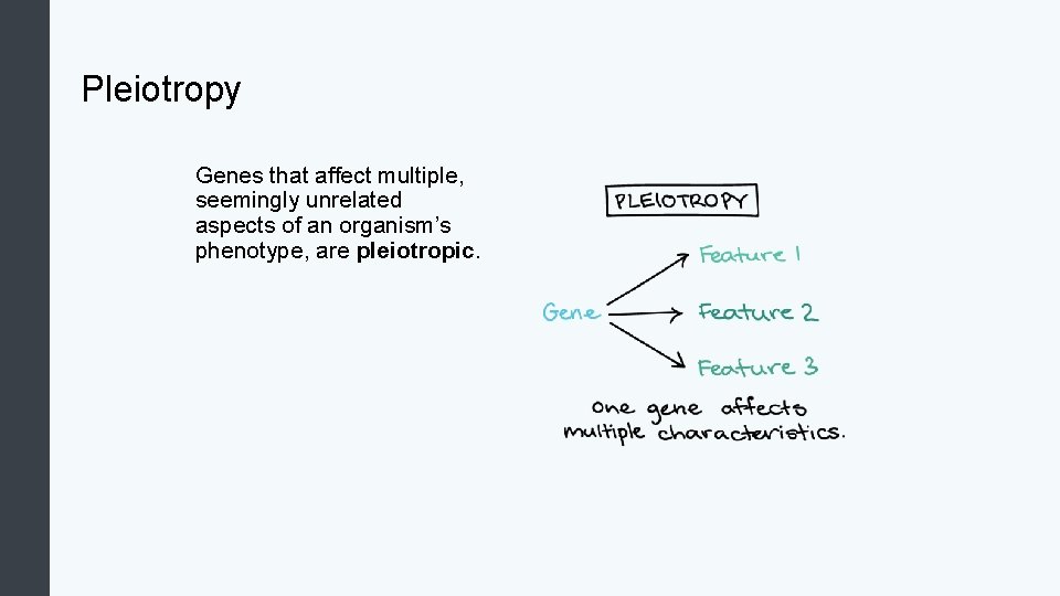 Pleiotropy Genes that affect multiple, seemingly unrelated aspects of an organism’s phenotype, are pleiotropic.