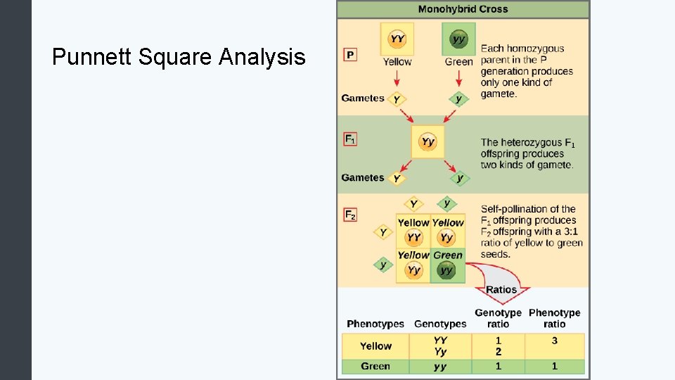 Punnett Square Analysis 