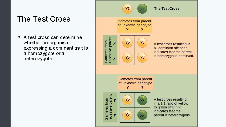 The Test Cross • A test cross can determine whether an organism expressing a