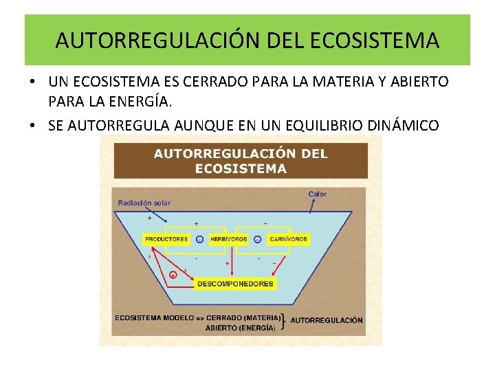 AUTORREGULACIÓN DEL ECOSISTEMA • UN ECOSISTEMA ES CERRADO PARA LA MATERIA Y ABIERTO PARA