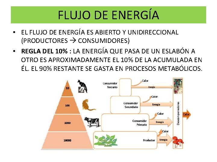 FLUJO DE ENERGÍA • EL FLUJO DE ENERGÍA ES ABIERTO Y UNIDIRECCIONAL (PRODUCTORES CONSUMIDORES)