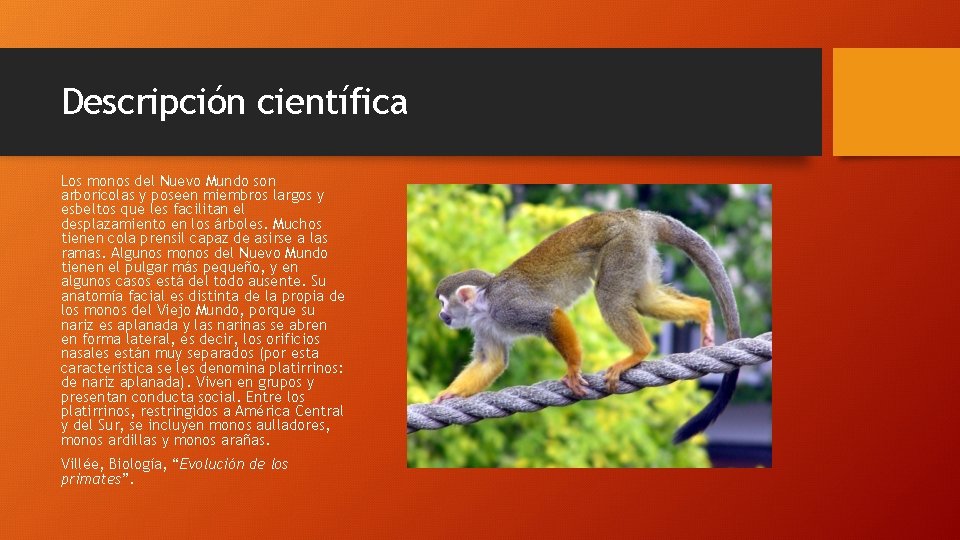 Descripción científica Los monos del Nuevo Mundo son arborícolas y poseen miembros largos y