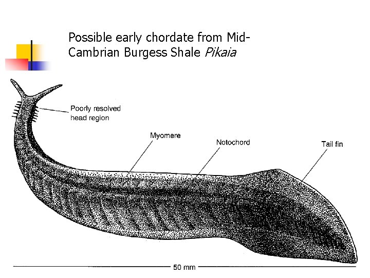 Possible early chordate from Mid. Cambrian Burgess Shale Pikaia 