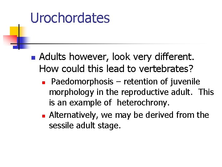 Urochordates n Adults however, look very different. How could this lead to vertebrates? n