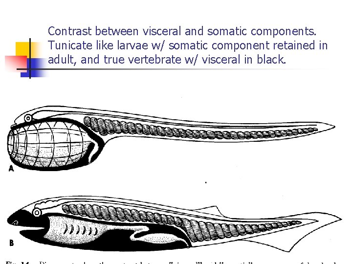 Contrast between visceral and somatic components. Tunicate like larvae w/ somatic component retained in