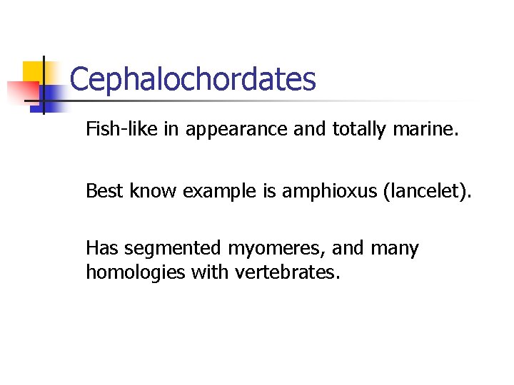 Cephalochordates Fish-like in appearance and totally marine. Best know example is amphioxus (lancelet). Has
