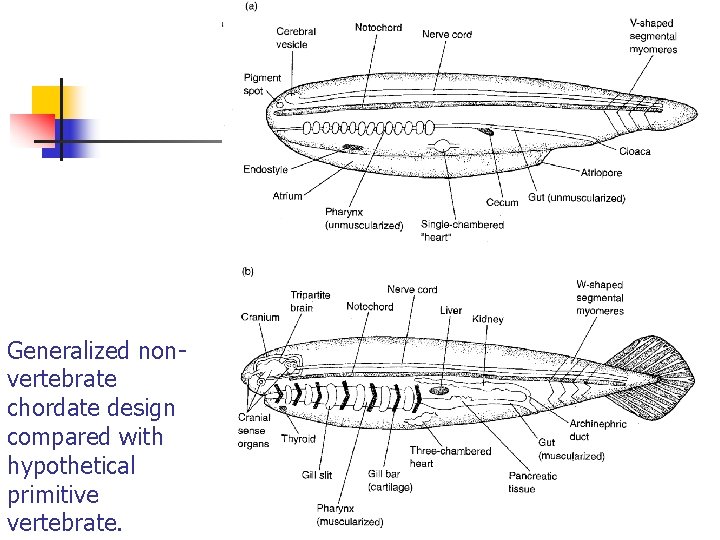 Generalized nonvertebrate chordate design compared with hypothetical primitive vertebrate. 